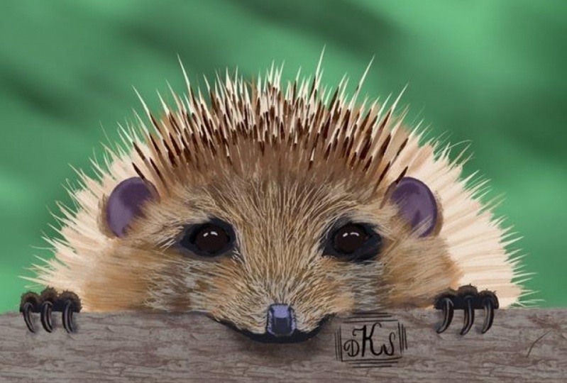 My hedgehogs