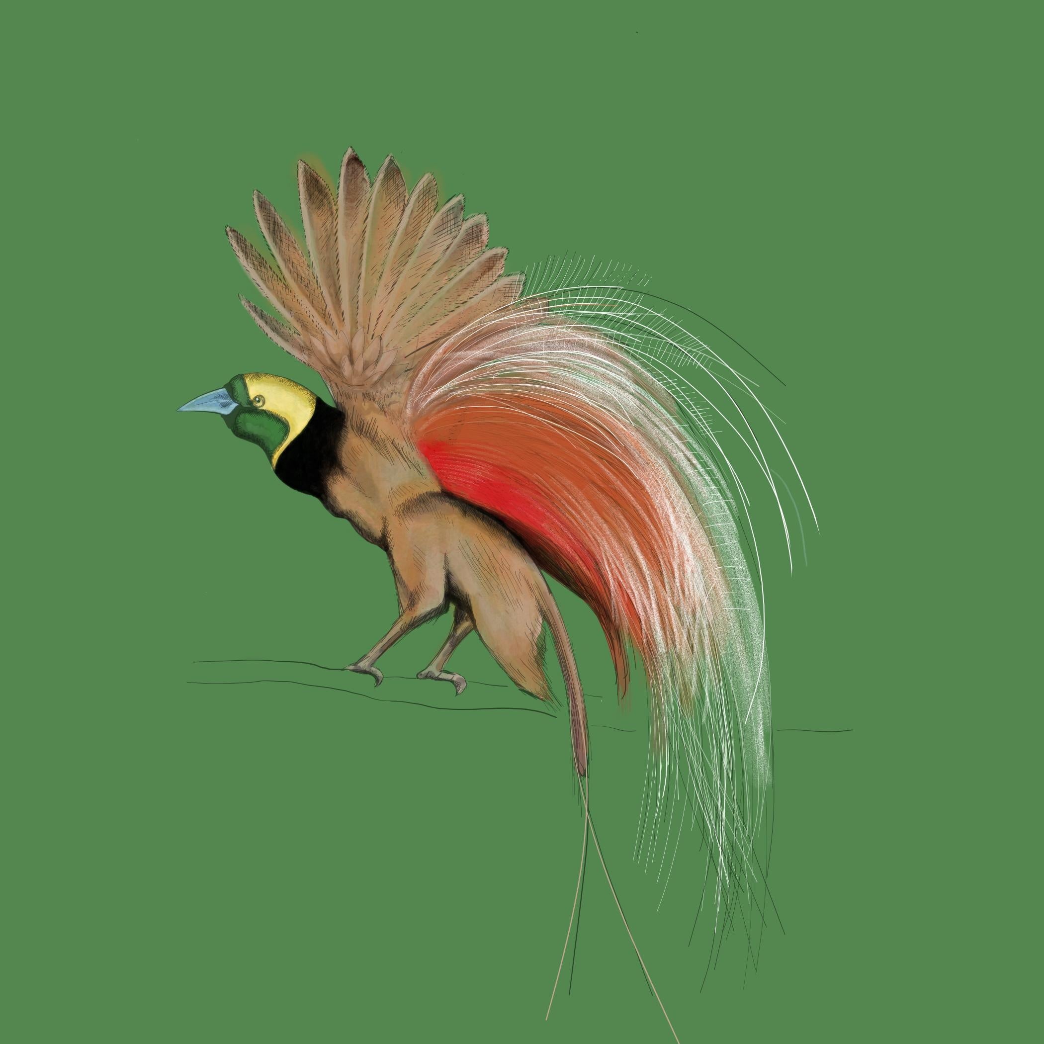 Jacqui Meyer - Bird of Paradise - student project