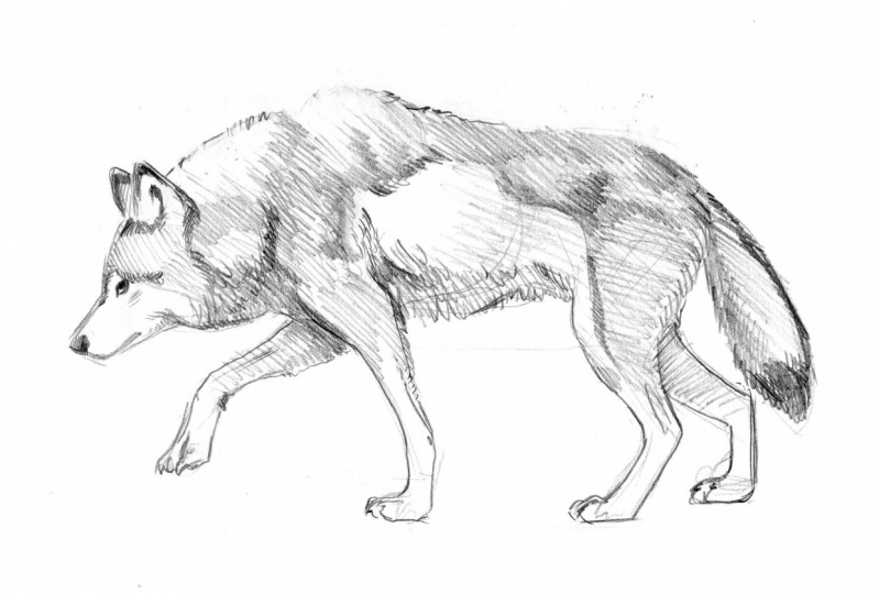 Wolves
