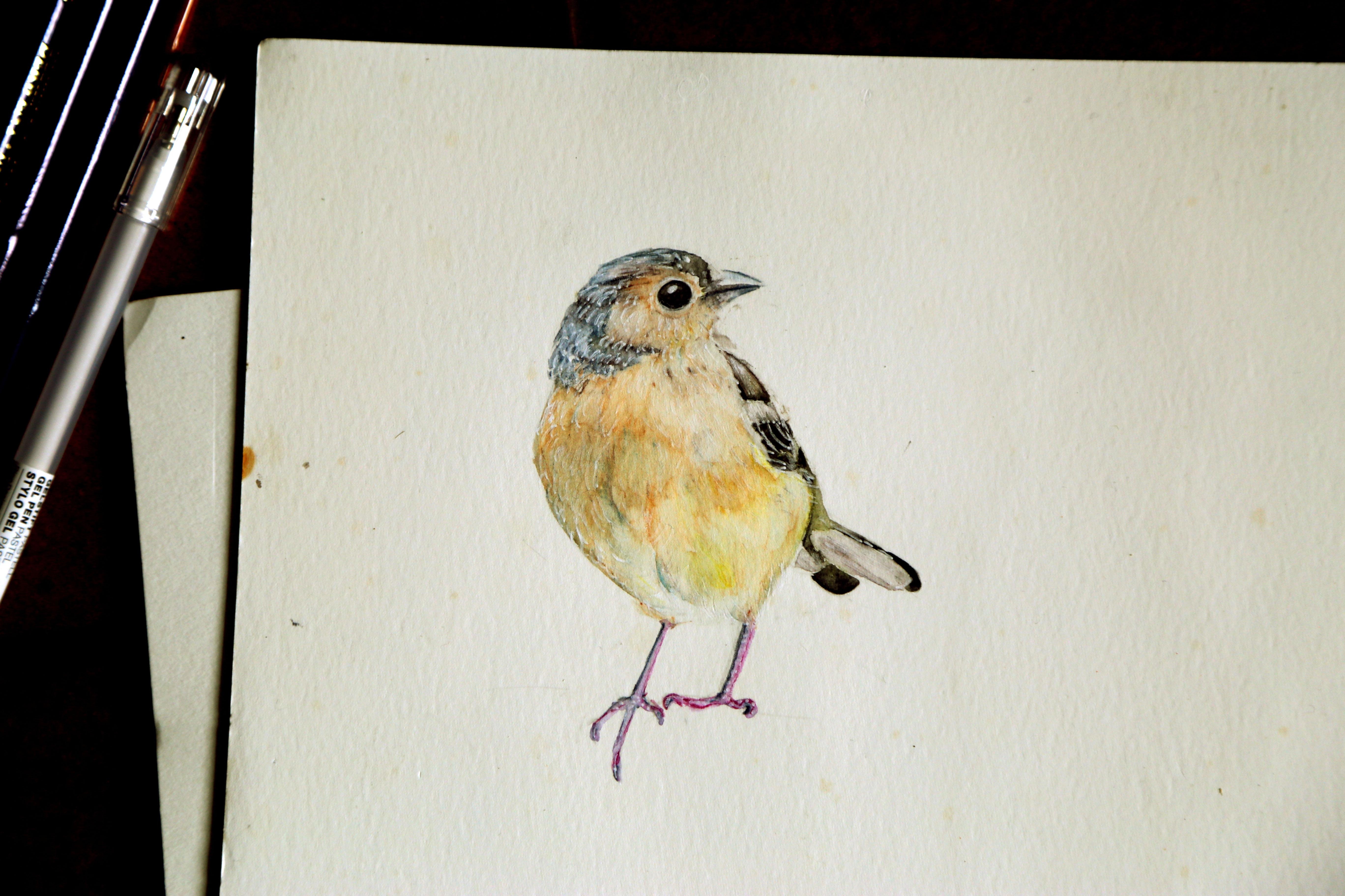 Chaffinch with ink pencils - student project