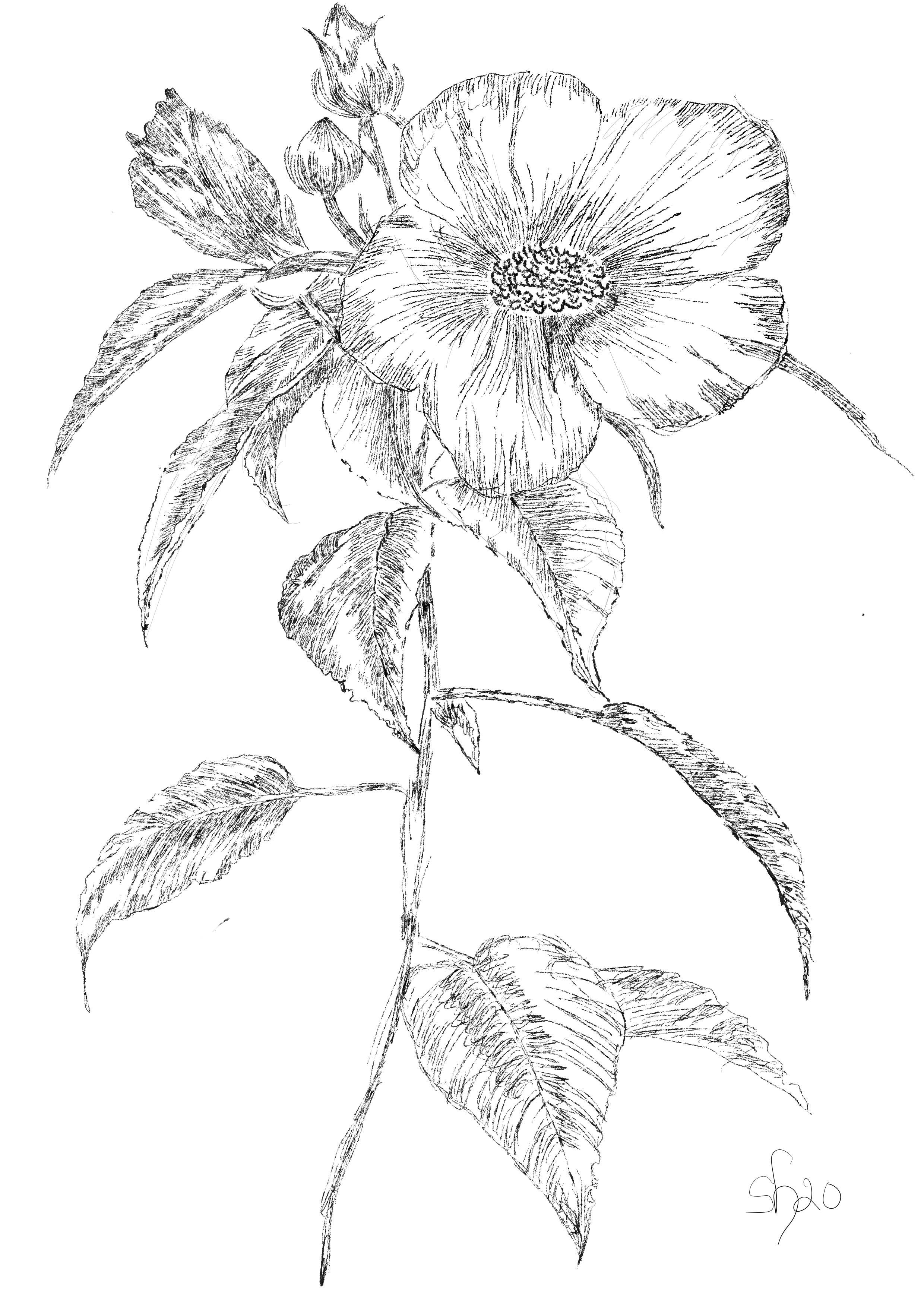 Pansy Line Drawing - student project