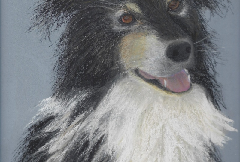 Border Collie