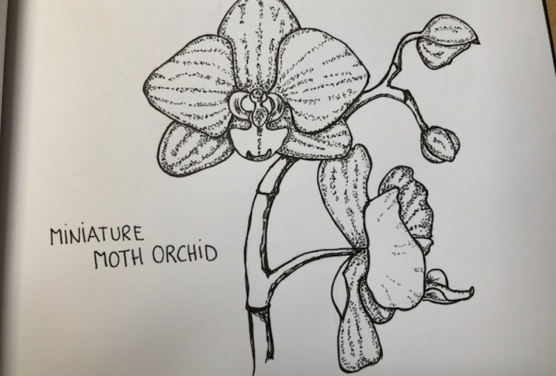 Mini Moth Orchid