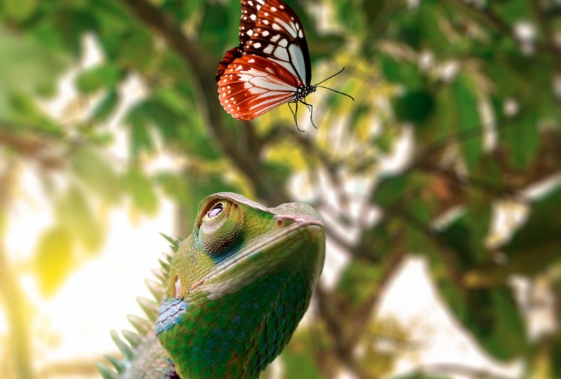 Photorealistic Chameleon