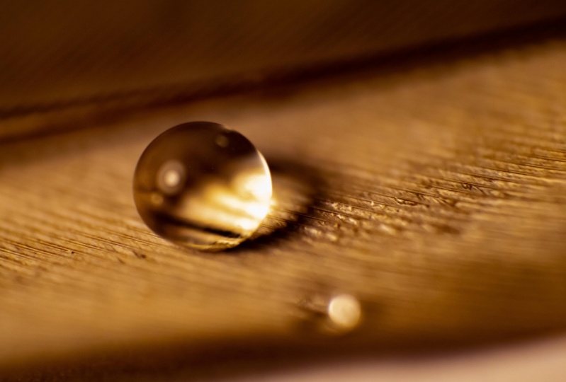 Water droplet on a feather