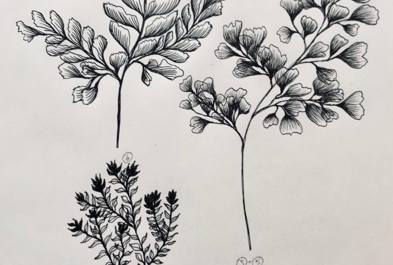 The art of ink: tropical leaves