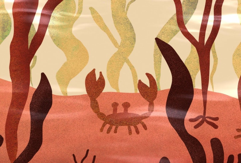 Crab in the ocean