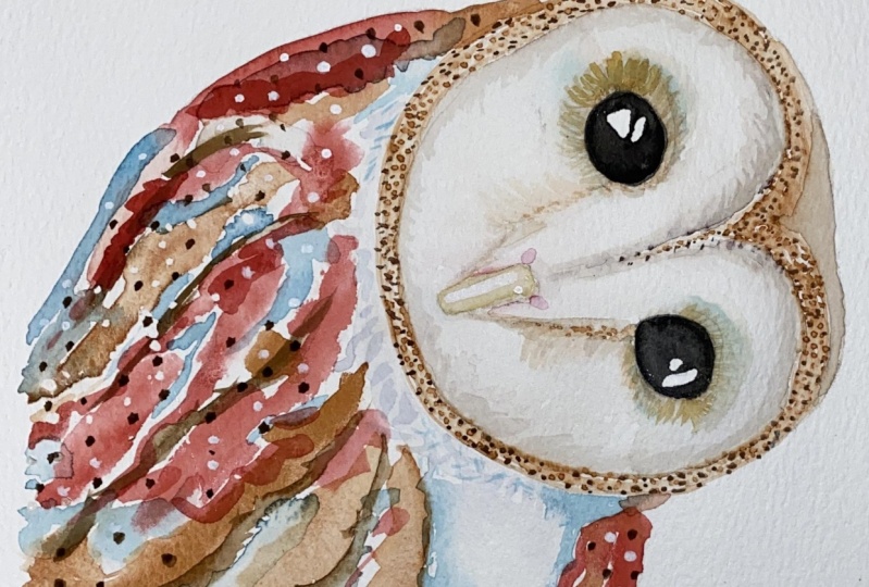 Barn Owl