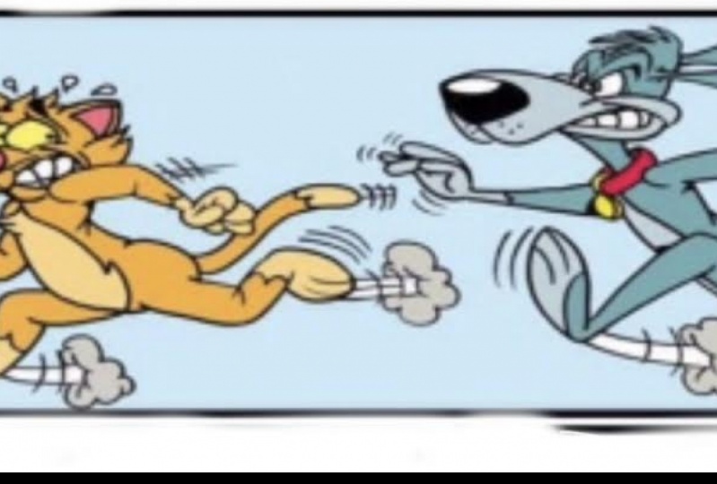 WHY MUST I CHASE THE CAT