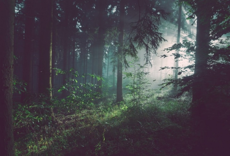 Cool Forest photos