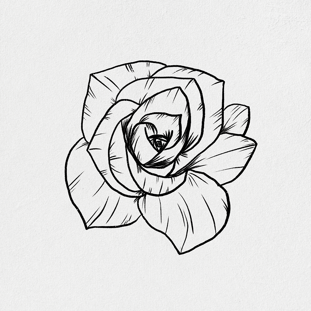 Rose Drawing