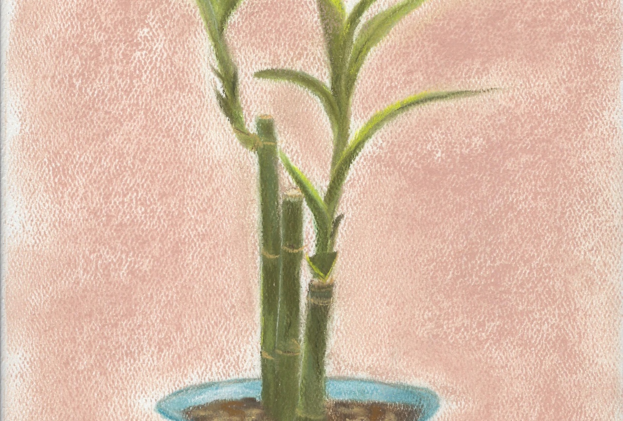 Bamboo in Blue - student project