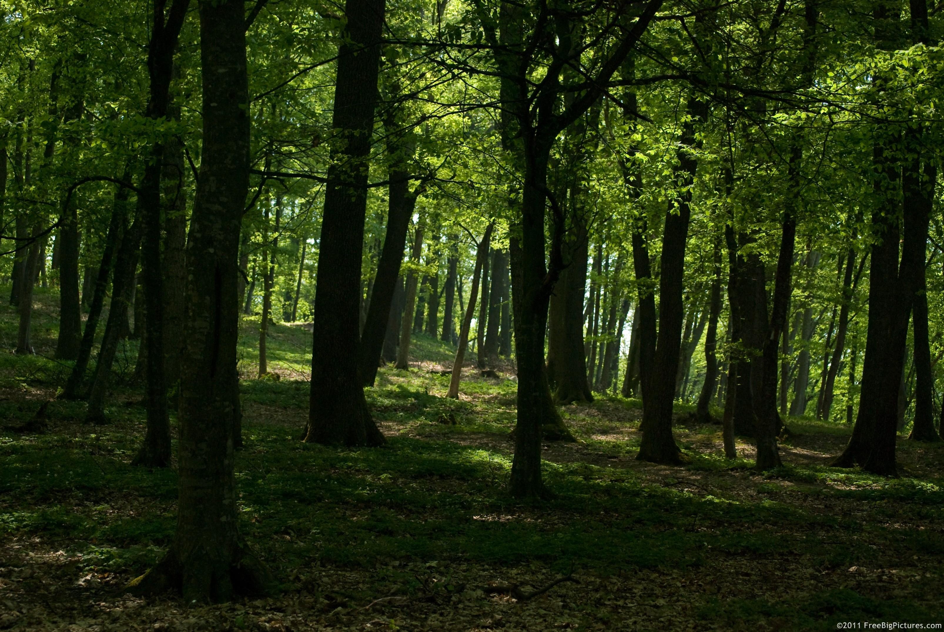 Forest Writing Exercise - student project