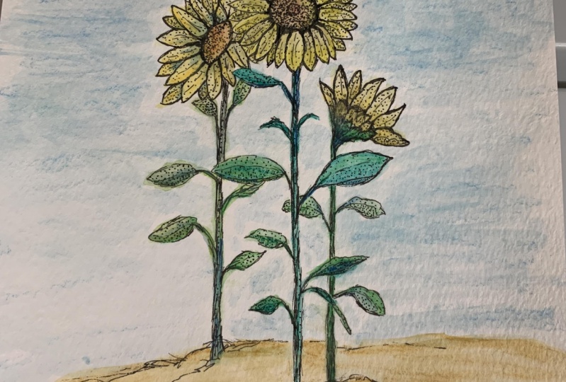 Sunflowers