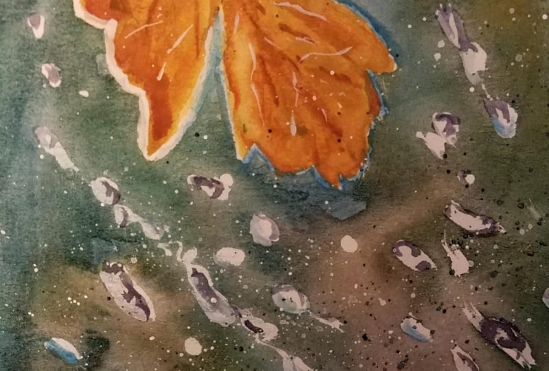 rainy leaf
