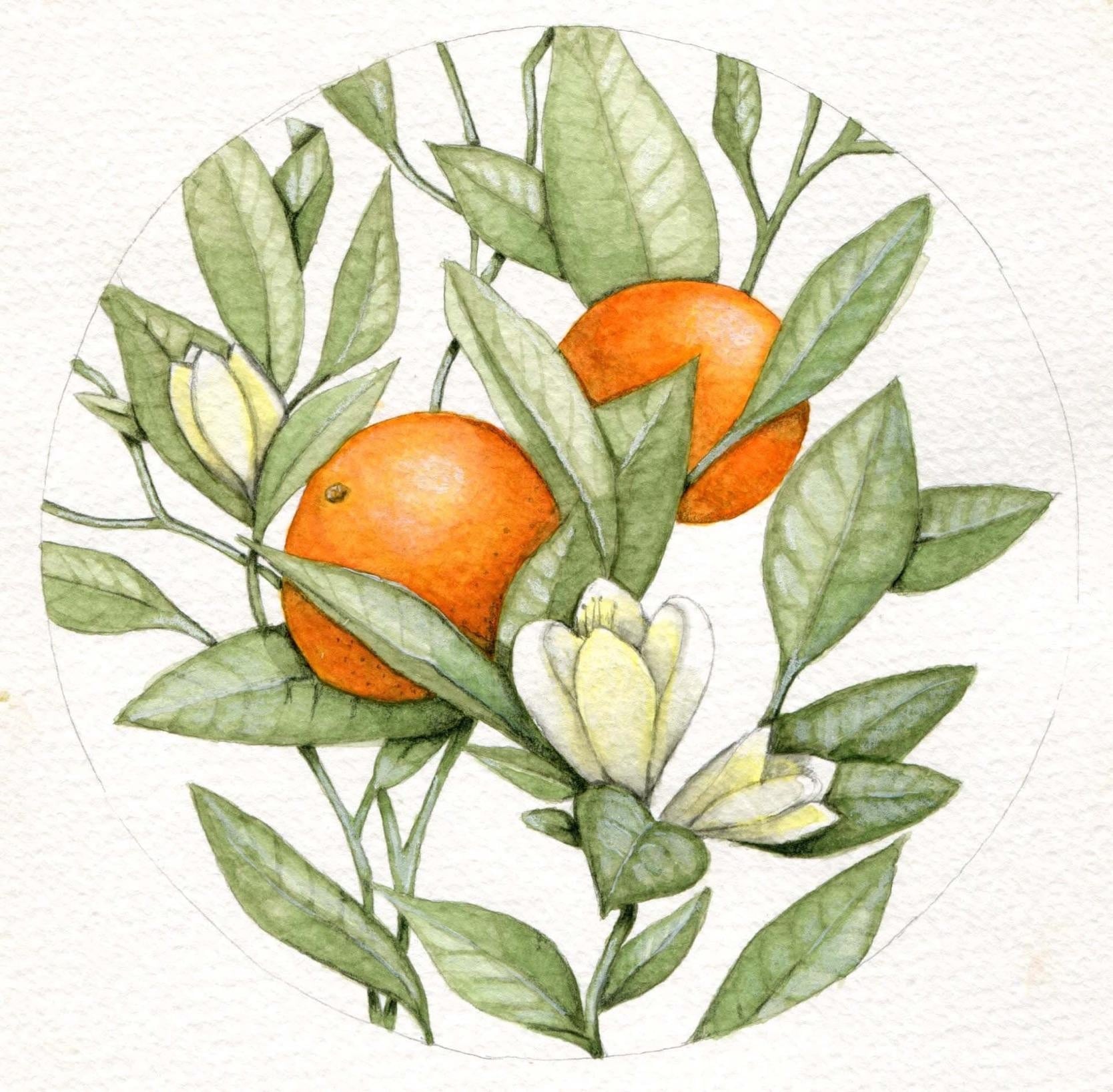 Water Botanicals - student project