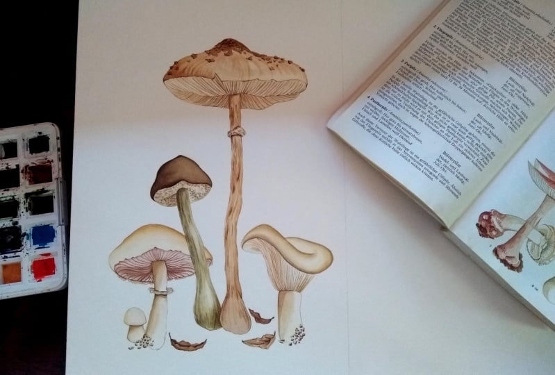 Watercolor Mushrooms