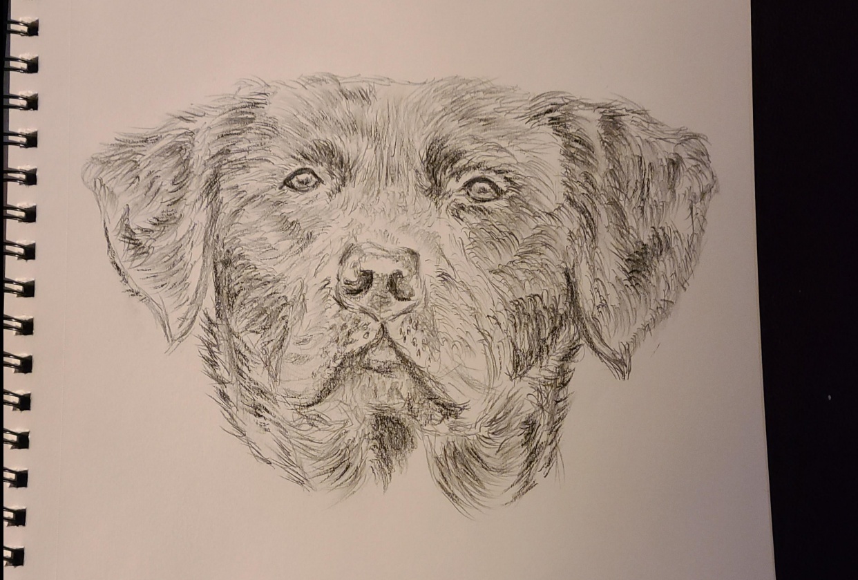 Black Labrador - student project