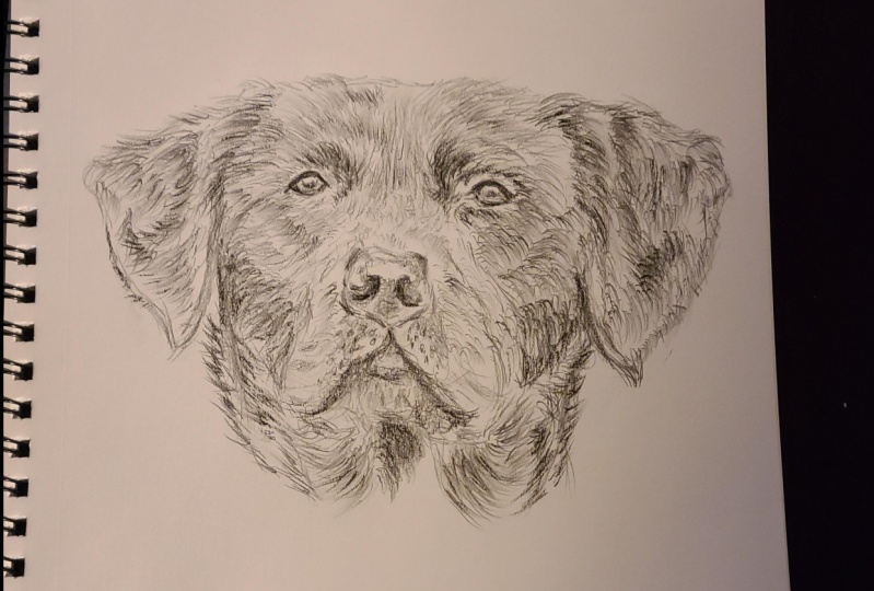 Black Labrador