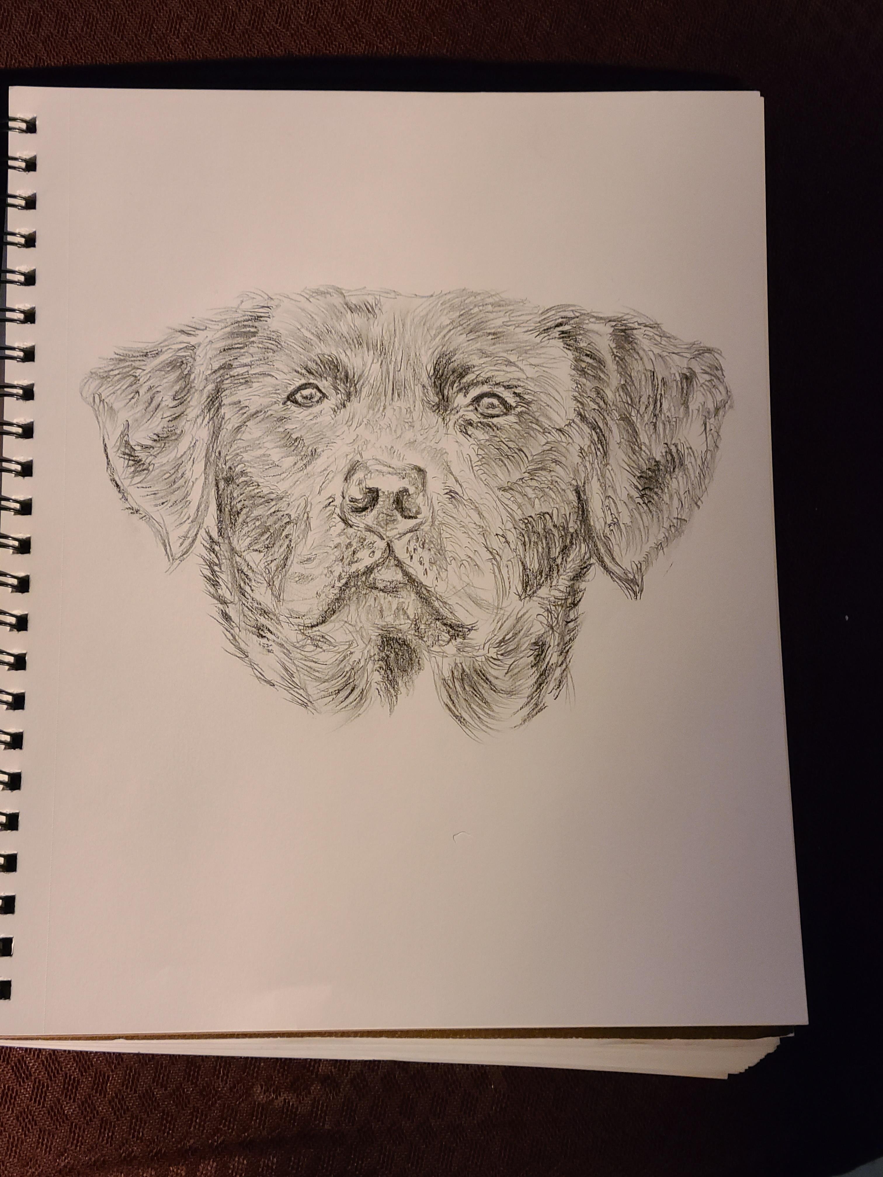 Black Labrador - student project