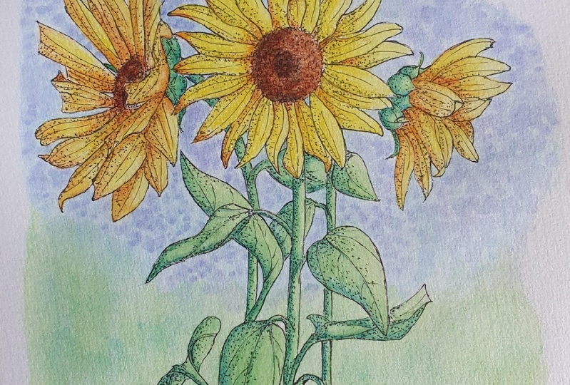 Sunflowers