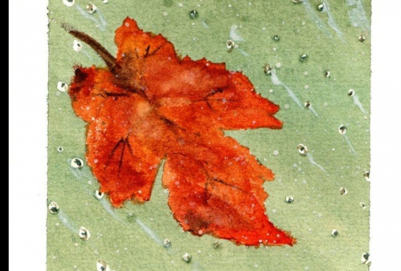 Rainy leaf