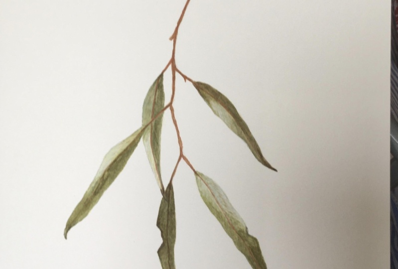 Eucalyptus Leaf