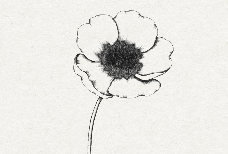 anemone
