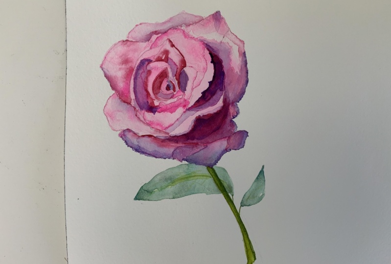 1st rose