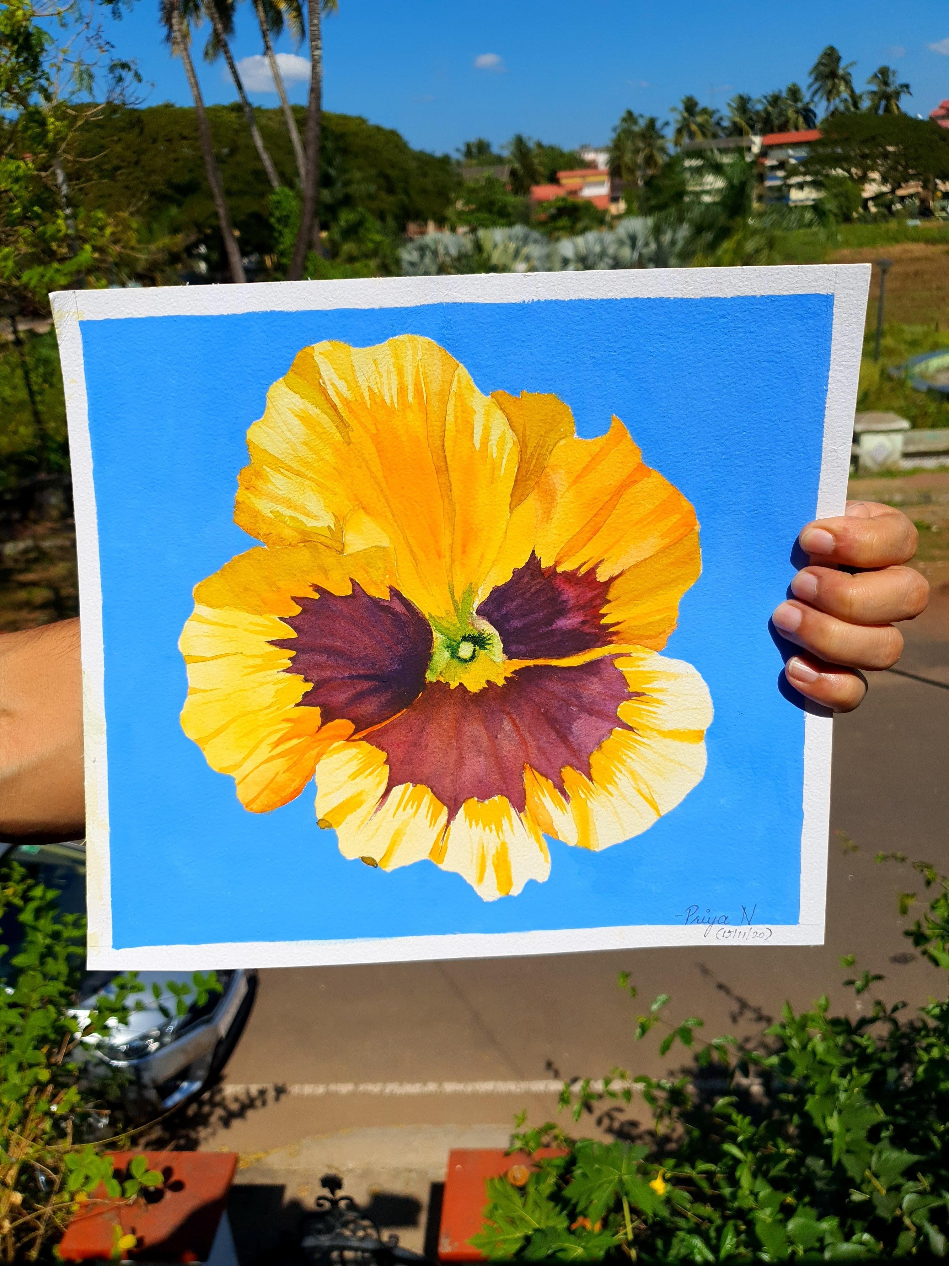 Yellow Pansy with Gouache Backdrop - student project