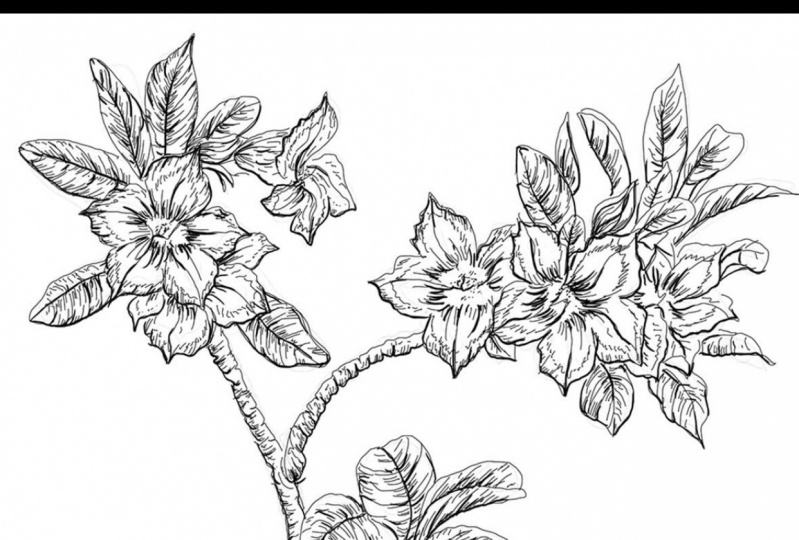 Botanical Line Illustrations | South African Plants (1)