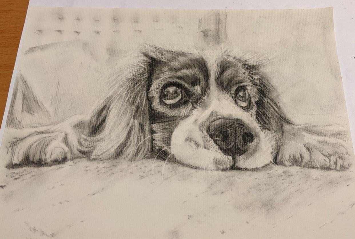charcoal puppy portrait - student project
