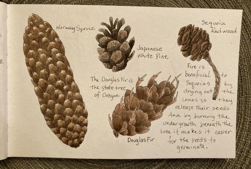Pinecones