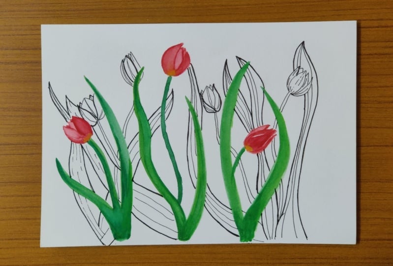 Tulip water color and sketch