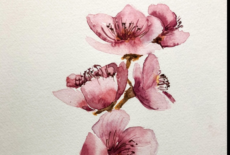 Fleurs de cerisiers