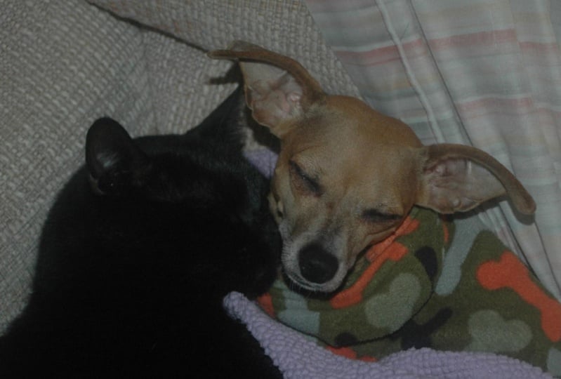 My Pets That I Love