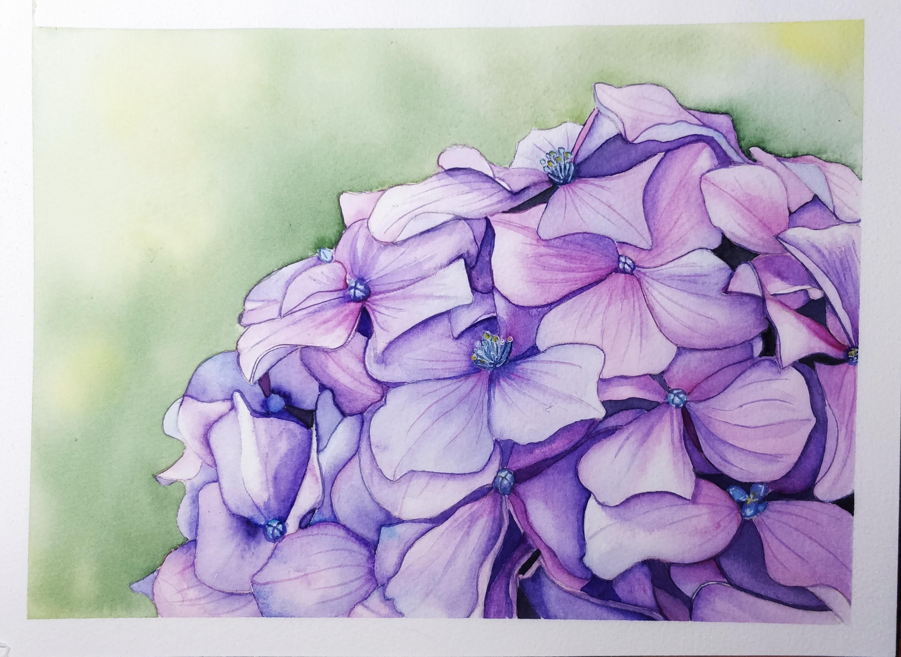 Hydrangea - student project