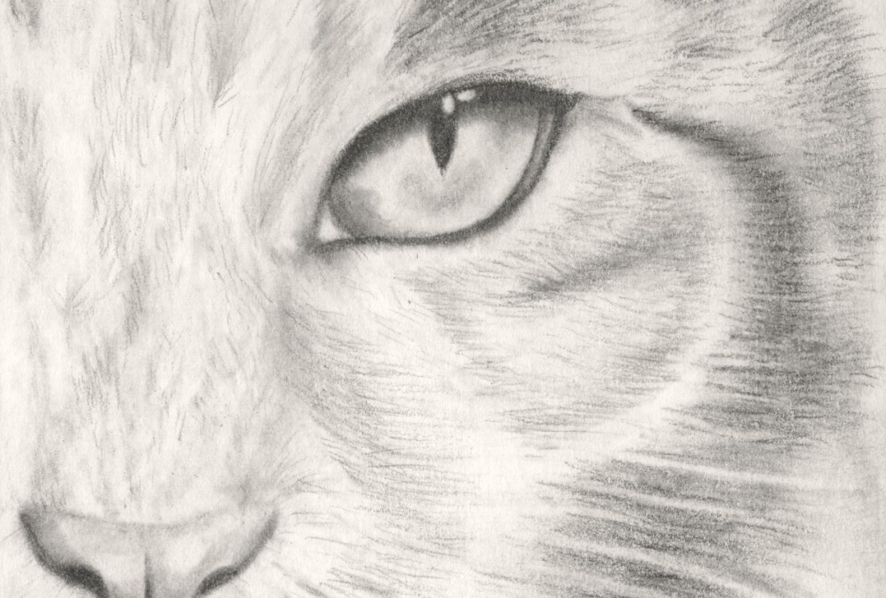 Kitten - student project