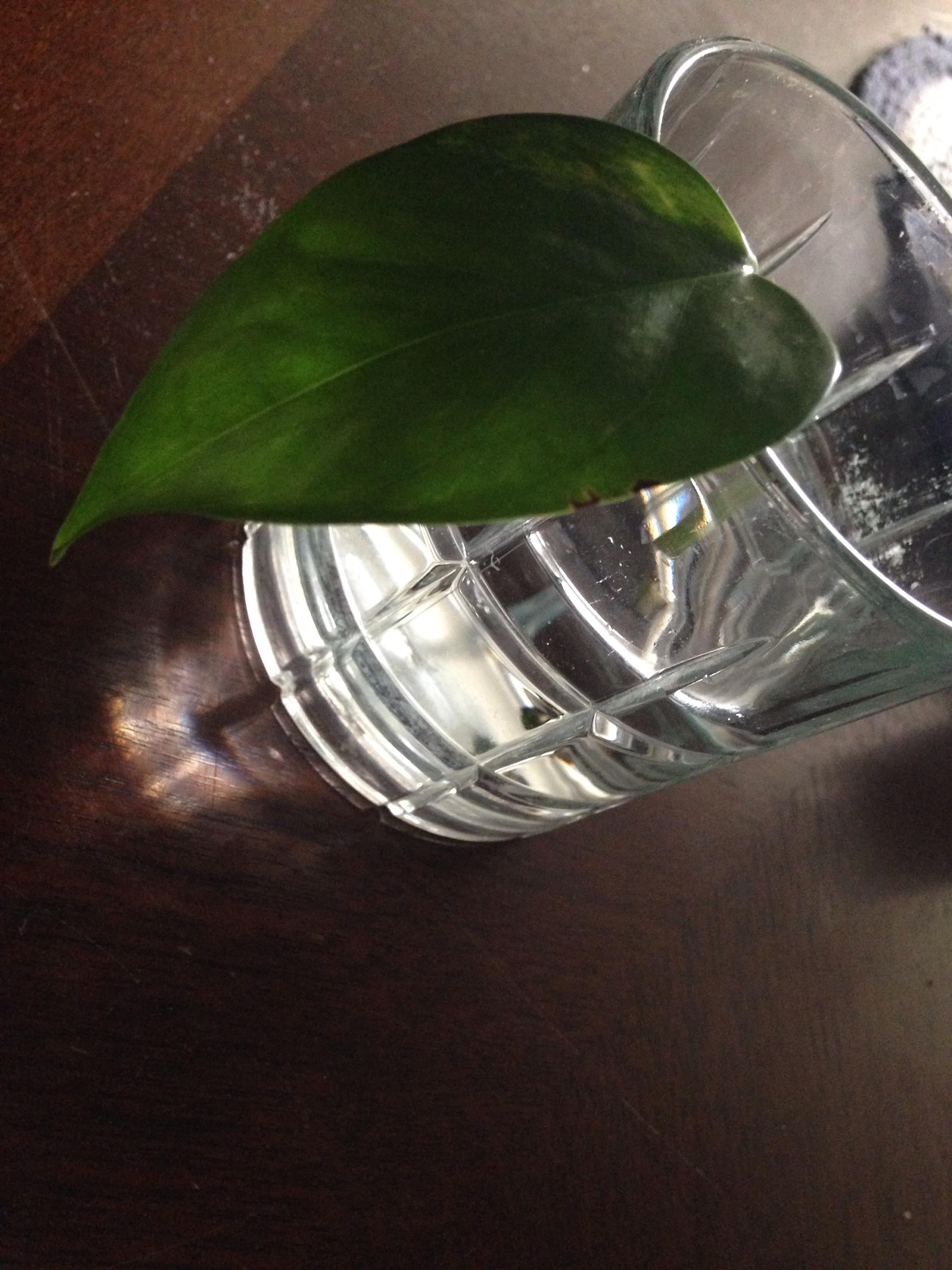 pothos propogation - student project