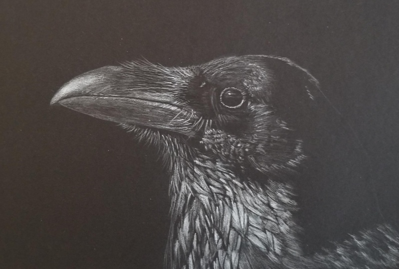 Crow with white on black