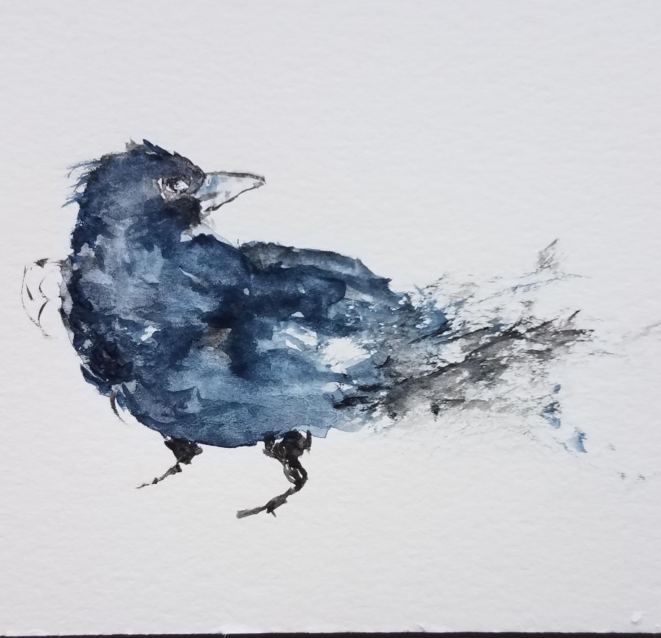crow - student project