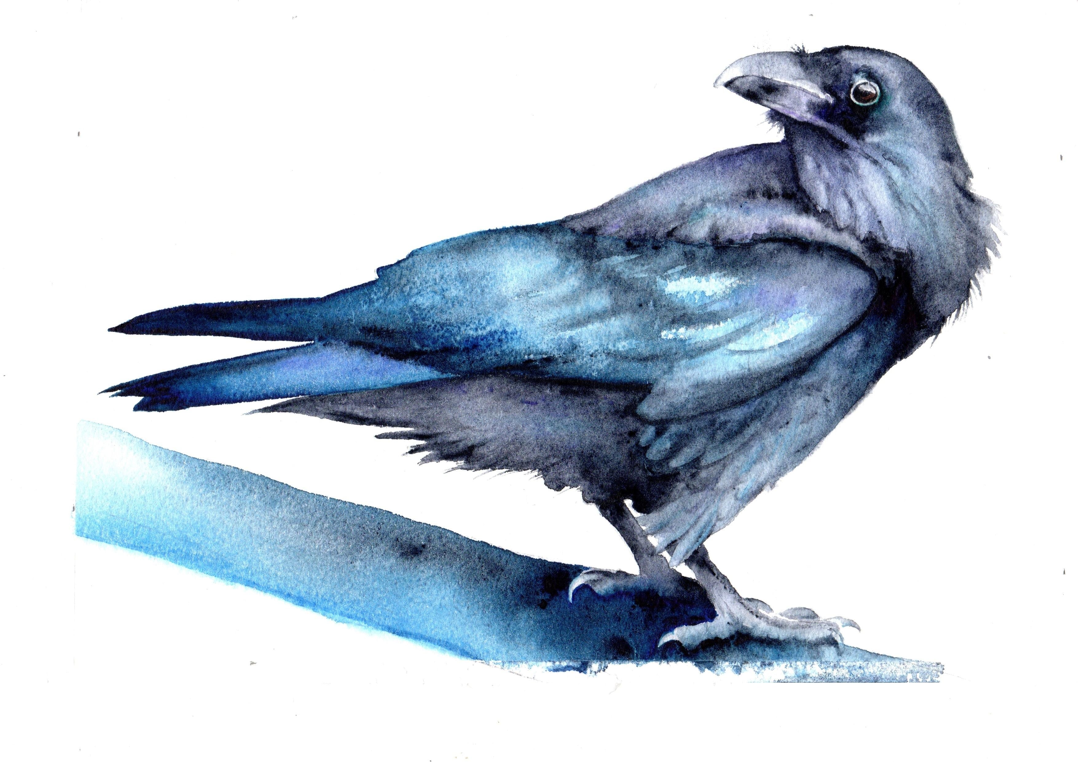 Raven - student project