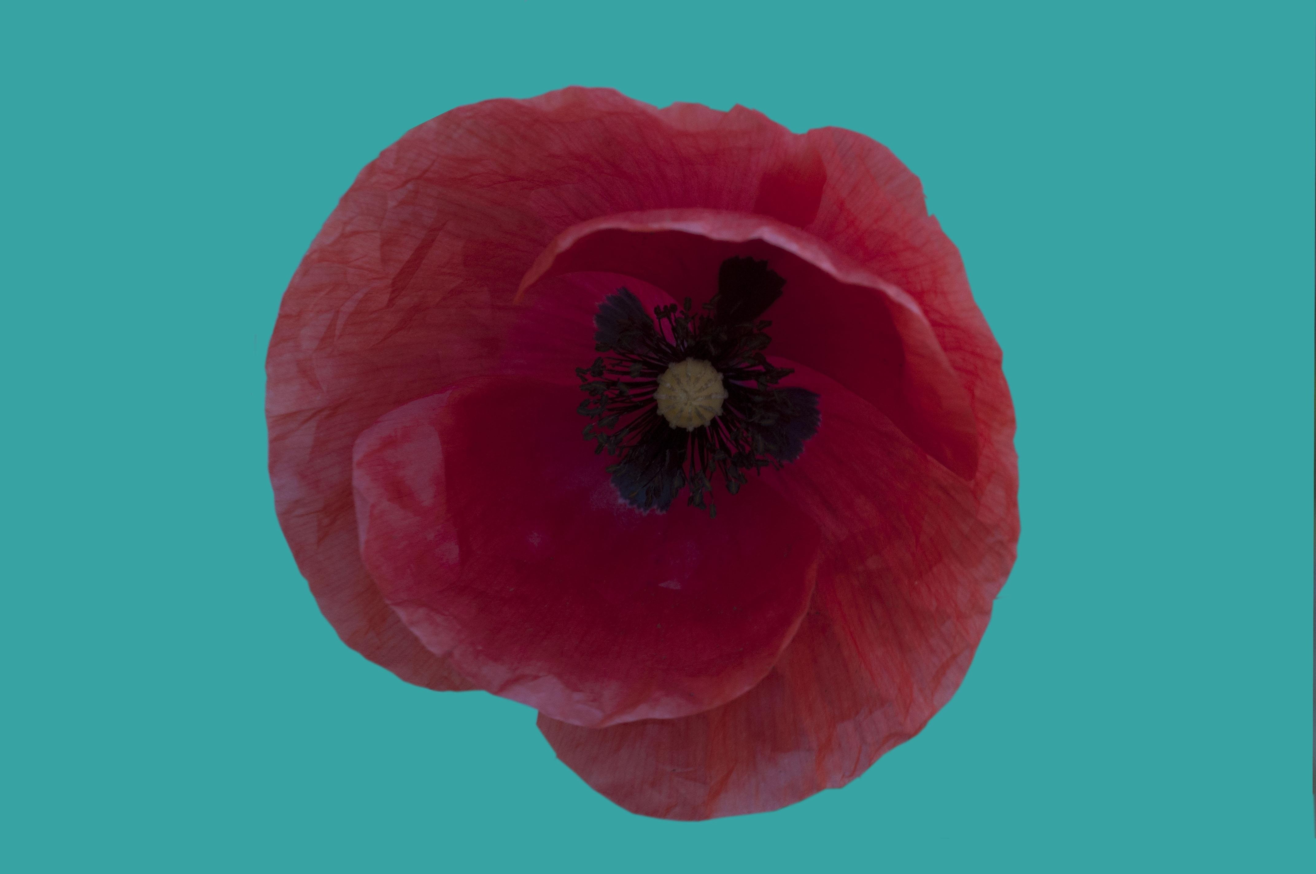 Poppy - student project