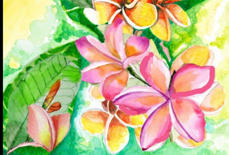 my plumeria