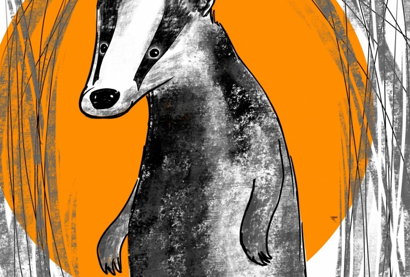 Badger Illustration for Procreate tips class