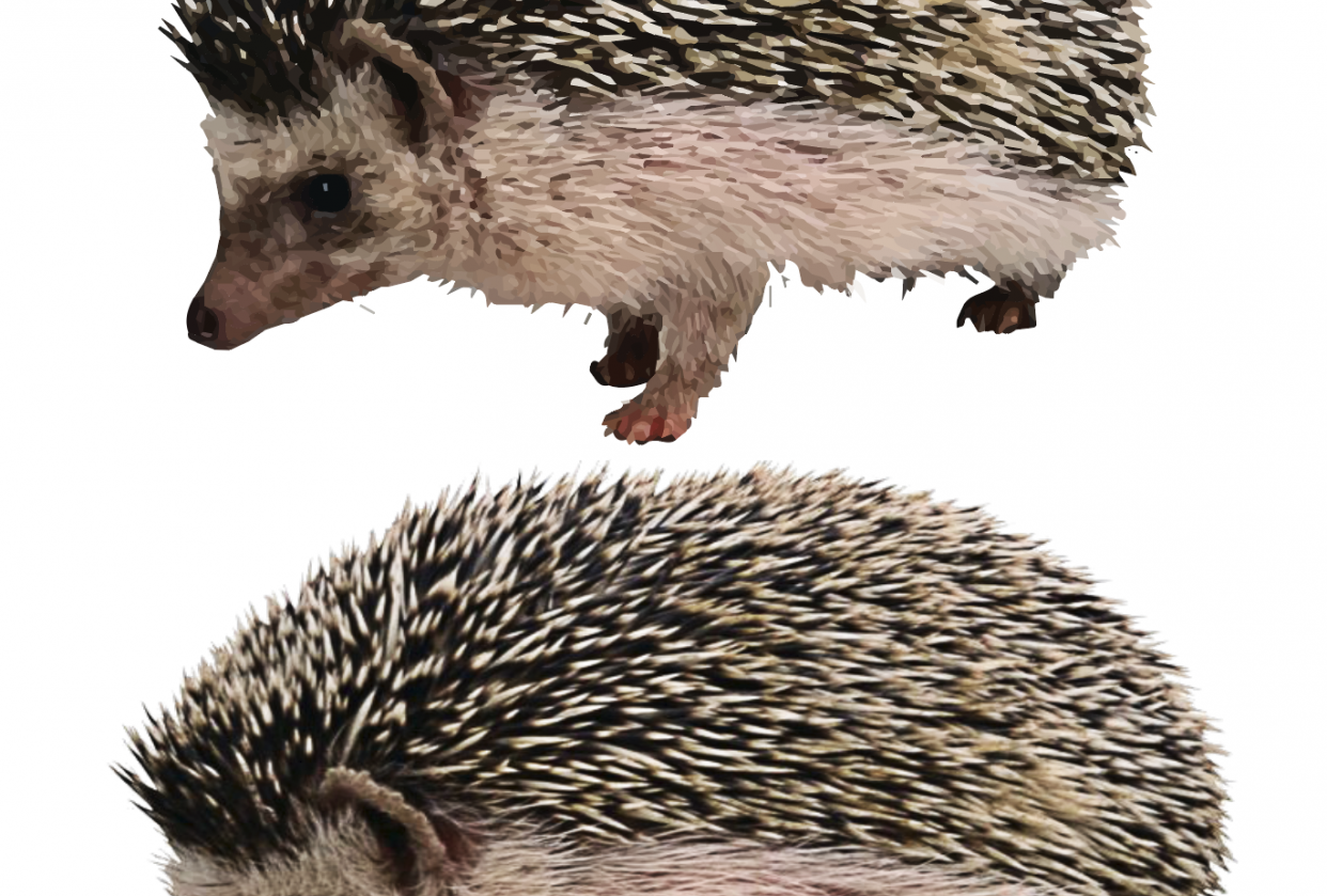 Photo to vector with pre-edit - student project