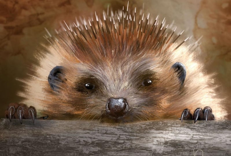 my hedgehog