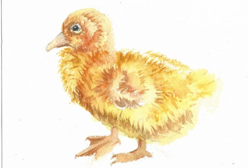 Just Ducky