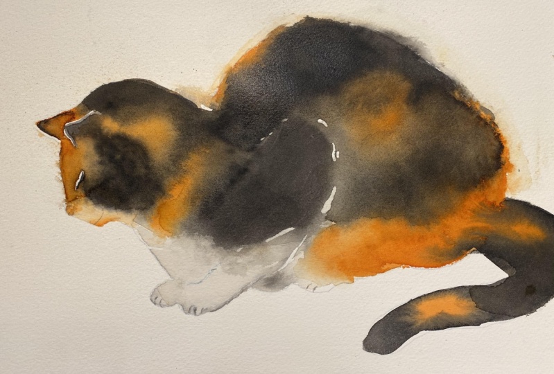Calico Cat