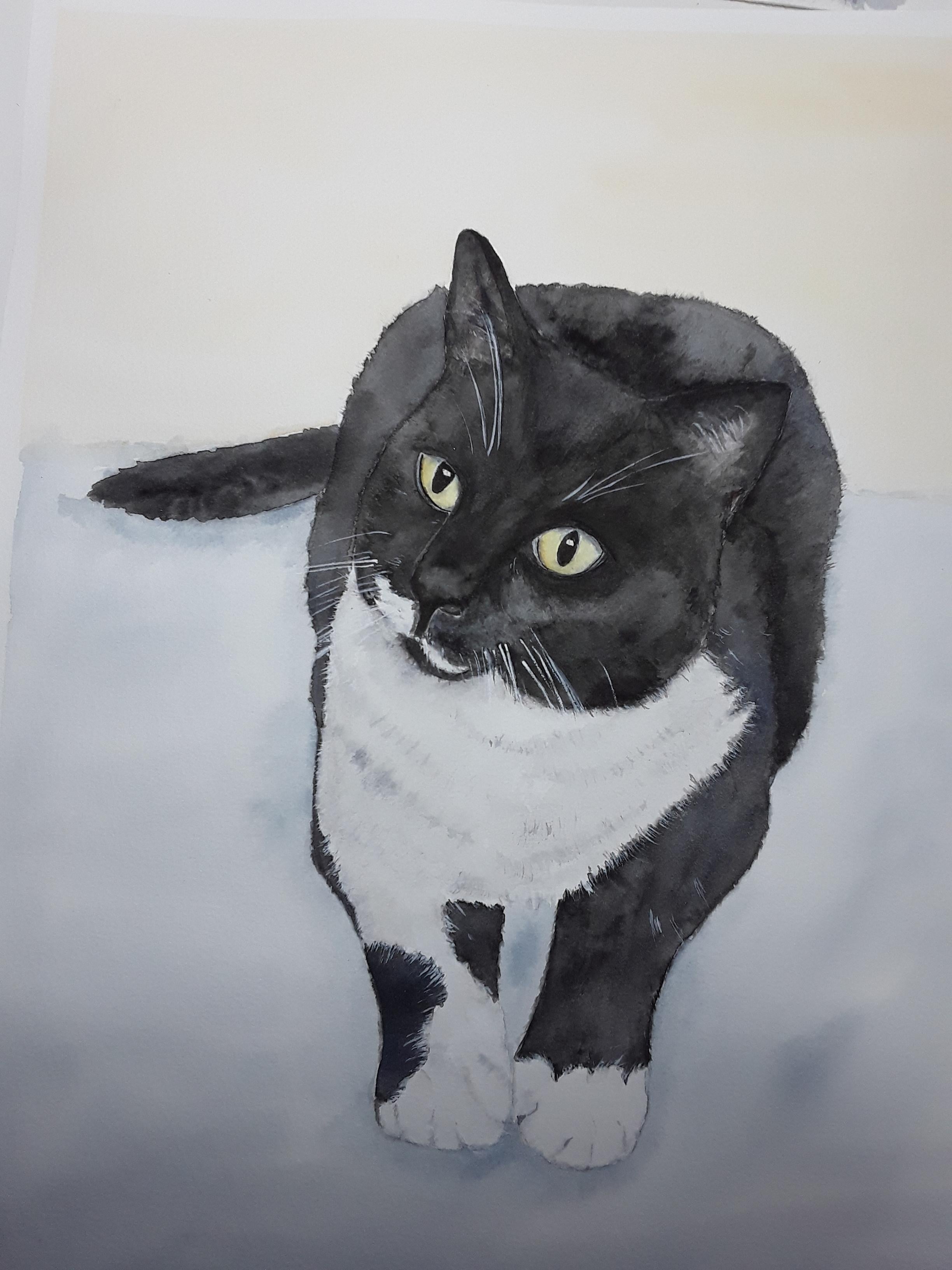 Our cat Milton - student project